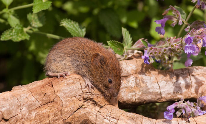 turning your garden into a haven for wildlife