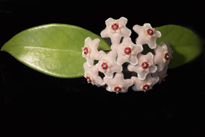 flor de cera: una planta exótica y enigmática que puede tener en casa