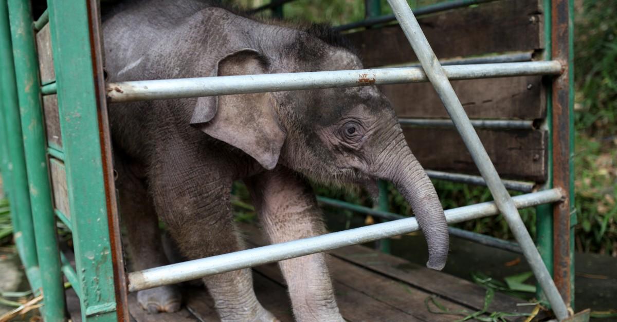 The Borneo Elephant, The World's Smallest Elephant, Is Now Endangered