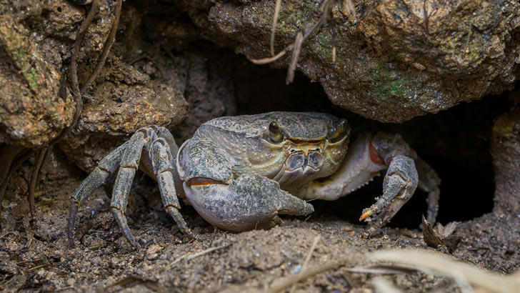 giant, ancient crabs live beneath rome, and conservationists have their backs: 'they deserve to be saved'