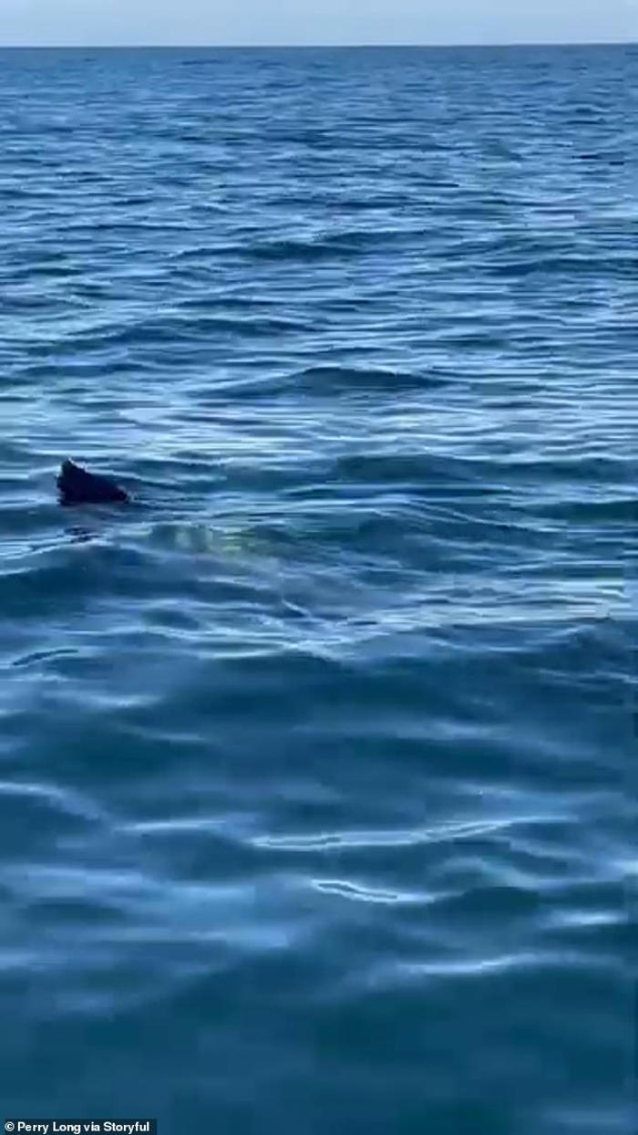 moment couple spot huge basking shark off massachusetts coast