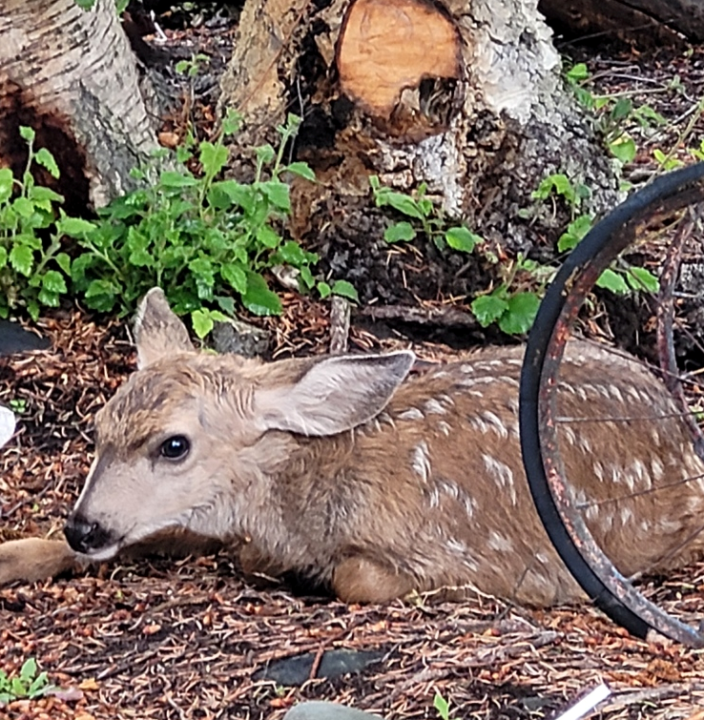 The deer chose a Lillooet backyard to deliver her three babies.