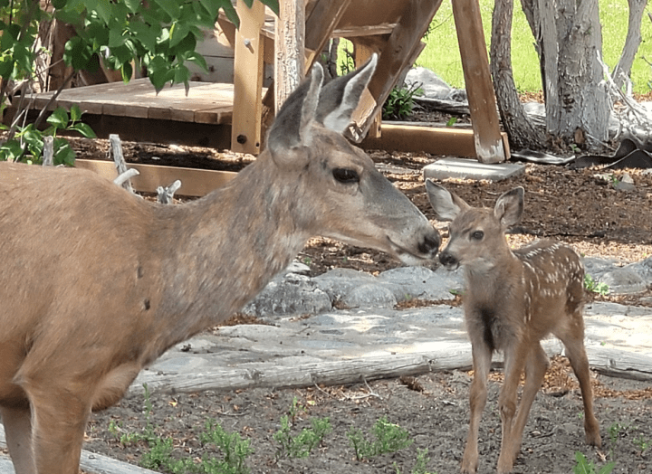 The deer chose a Lillooet backyard to deliver her three babies.