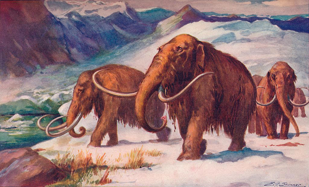 ¿por qué se extinguieron los últimos mamuts? crece el misterio tras caer la última teoría