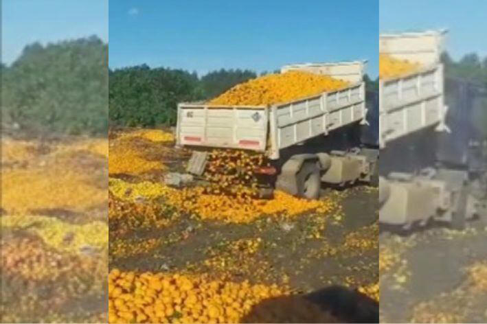 tiraron toneladas de mandarinas en entre ríos: el motivo que indignó en redes sociales