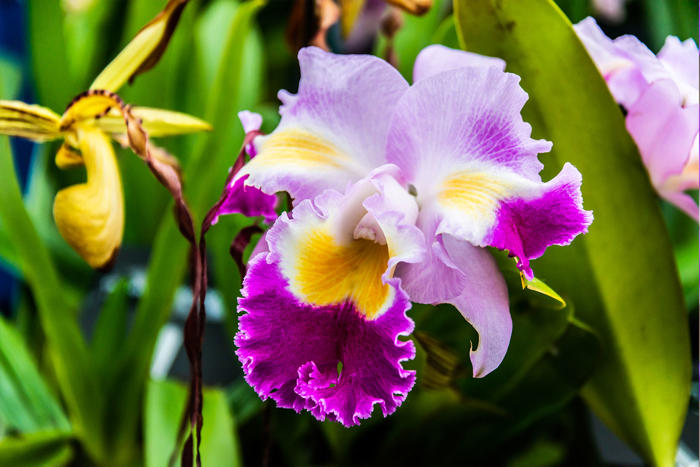 how to, how to look after orchids