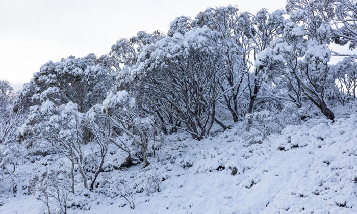 eastern australia to shiver through cold week as snow predicted for ski fields in victoria and nsw