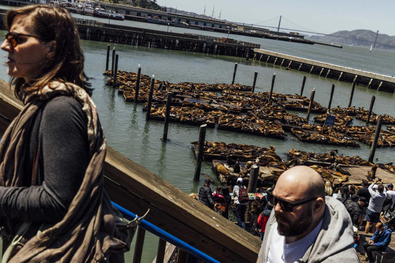 Tourists view and photograph sea lions gathered at Pier 39 in San Francisco in early May. Later that month, a record-breaking 2,000 sea lions were seen at the pier.