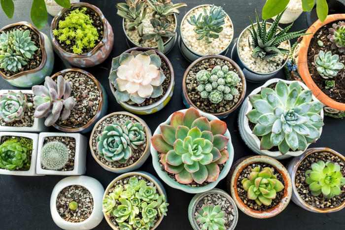 how to, how to propagate succulents