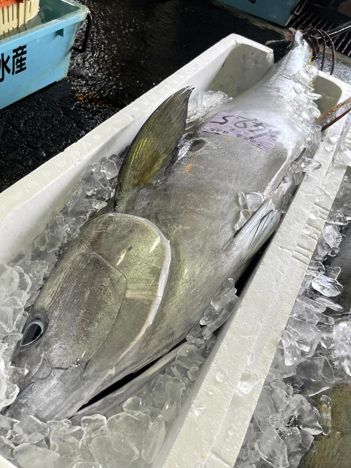 小田原漁港にキハダマグロ100本超水揚げ 今季の豊漁に高まる期待