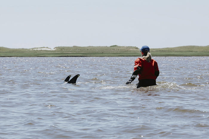 up to 125 atlantic white-sided dolphins stranded in cape cod waters