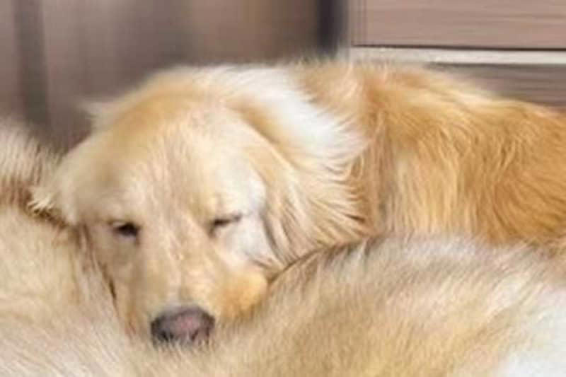 大型犬が枕にしていたのは 最高すぎる寝姿に大反響 「感覚バグります」