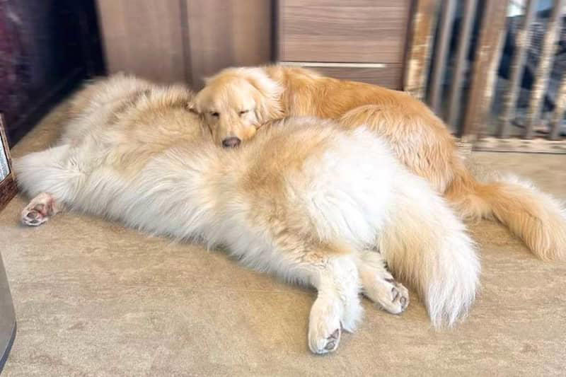 大型犬が枕にしていたのは 最高すぎる寝姿に大反響 「感覚バグります」