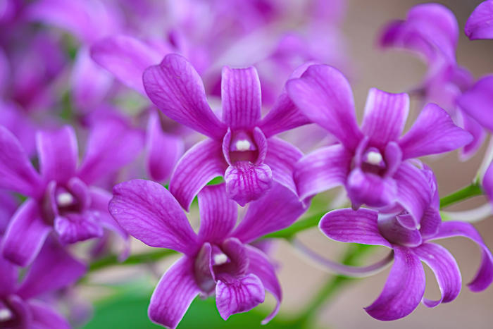 how to, how to look after orchids