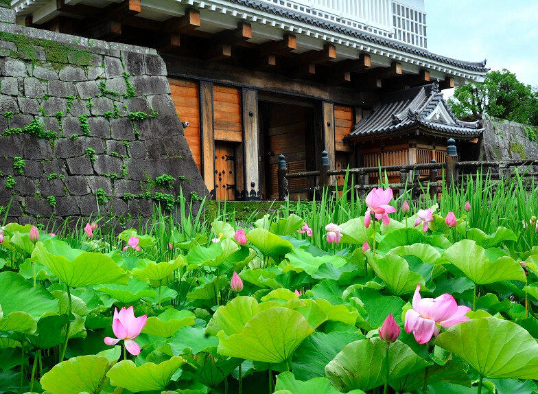 緑のじゅうたんに鮮やかなピンク 鹿児島・鶴丸城跡の掘でハス開花