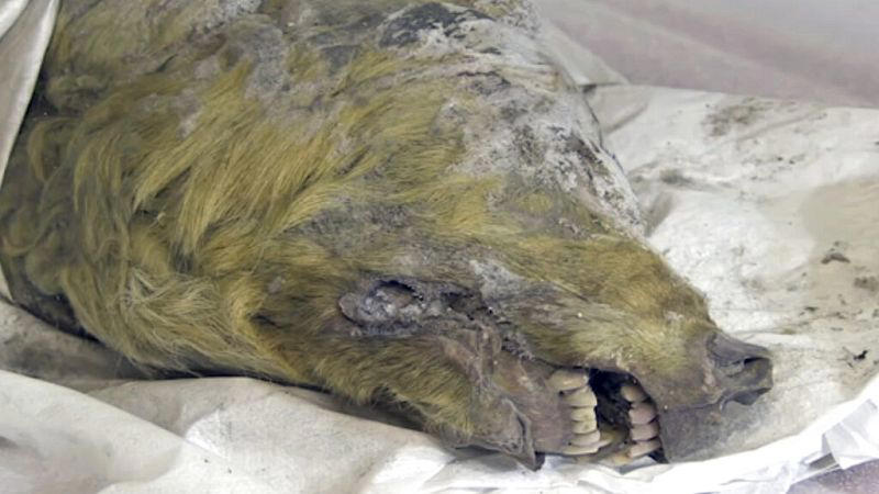 ρωσία: επιστήμονες βρήκαν και εξετάζουν λύκο 44.000 ετών