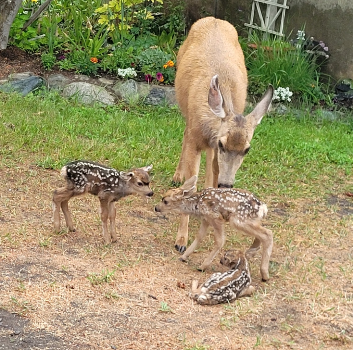 Mom with her three babies.