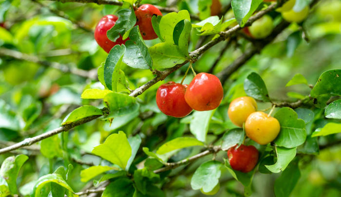 fruta popular que pode ajudar a regular pressão e na absorção de ferro
