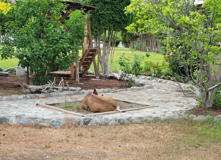 The deer chose a Lillooet backyard to deliver her three babies.