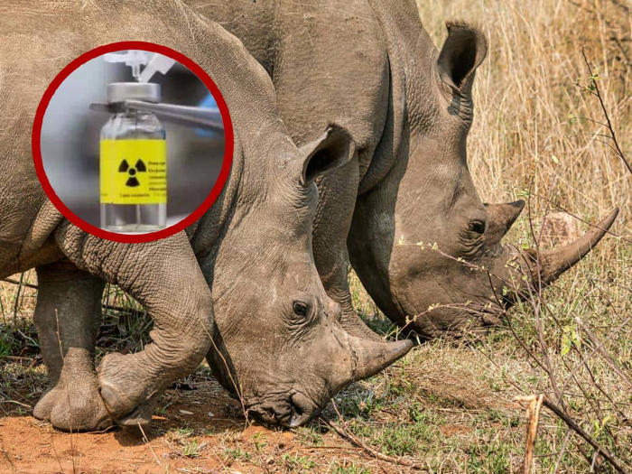 inyectan material radiactivo en cuernos de rinocerontes para frenar su caza