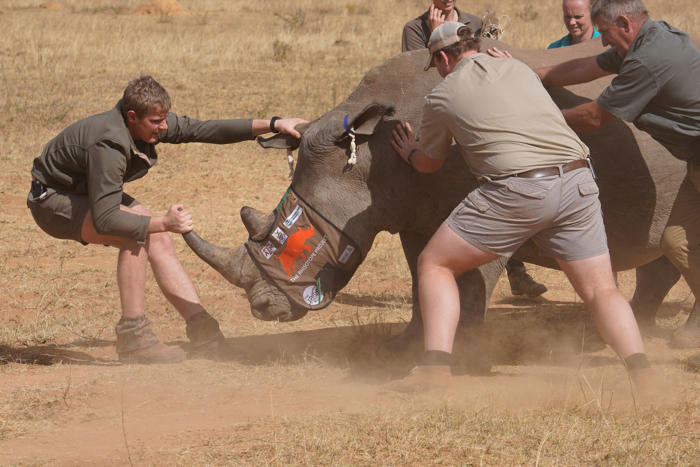 prueban tecnología nuclear para frenar la caza ilegal de rinocerontes en sudáfrica