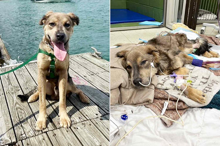 rescue dog so emaciated that he was 'literally a skeleton' finds home with a vet who helped him (exclusive)