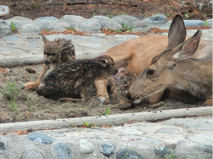 The deer chose a Lillooet backyard to deliver her three babies.