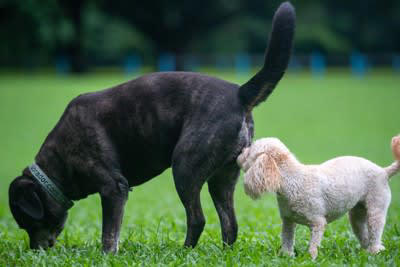 犬が『相手のおしりを嗅ぐこと』で得ている4つの情報とは？ 犬にとってのおしり嗅ぎは名刺交換のようなもの