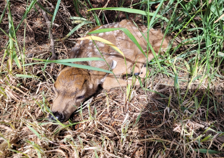 The deer chose a Lillooet backyard to deliver her three babies.