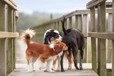 犬が『相手のおしりを嗅ぐこと』で得ている4つの情報とは？ 犬にとってのおしり嗅ぎは名刺交換のようなもの