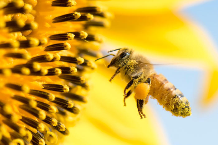 lo que se debe poner en la puerta de la casa para que no entren las abejas