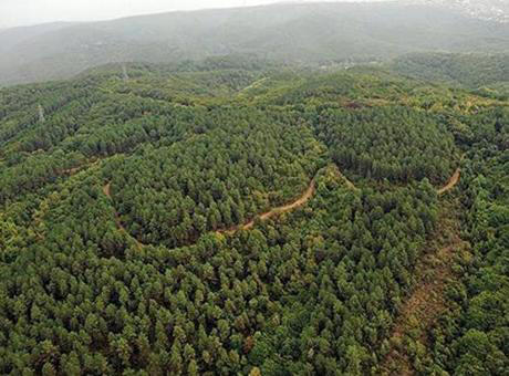 valilik açıkladı! erzurum'da ormanlık alanlara girişler 15 ekim'e kadar yasaklandı