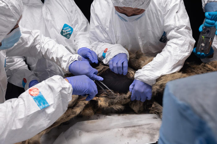 microsoft, a frozen wolf discovered in siberia turned out to be 44,000 years old. it's so well-preserved that scientists are checking its gut for ancient viruses.