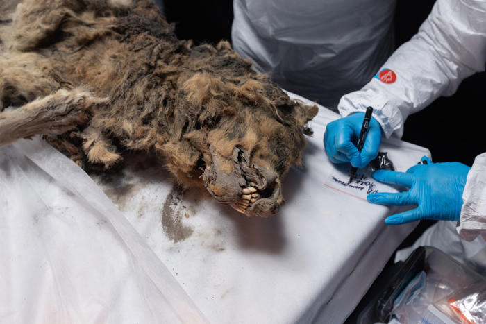 microsoft, a frozen wolf discovered in siberia turned out to be 44,000 years old. it's so well-preserved that scientists are checking its gut for ancient viruses.