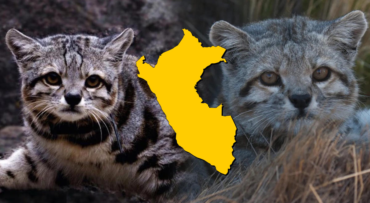este gato peruano está en peligro de extinción por culpa del cambio climático y la caza humana