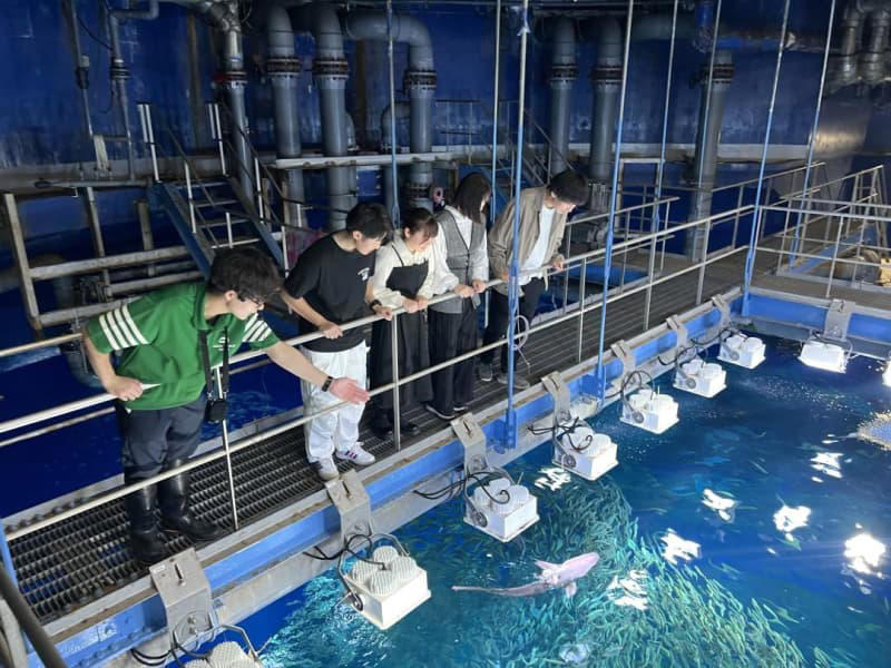 ラーケーション特割 入場料半額、7月から 茨城県大洗水族館
