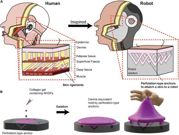 robots con 'piel viva': un avance japonés en integración bio-rob