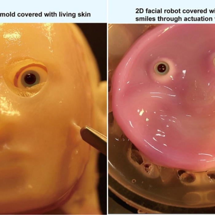 robots con 'piel viva': un avance japonés en integración bio-rob