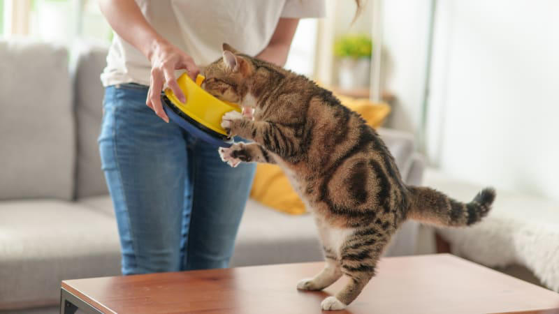 co jste nevěděli o kočkách? nedokážou vnímat sladkou chuť a do jejich jídelníčku patří i zelenina