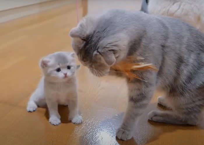 赤ちゃん猫が母猫におもちゃを『横取り』された結果…不満そうに