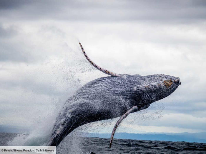 pourquoi les baleines sautent ?