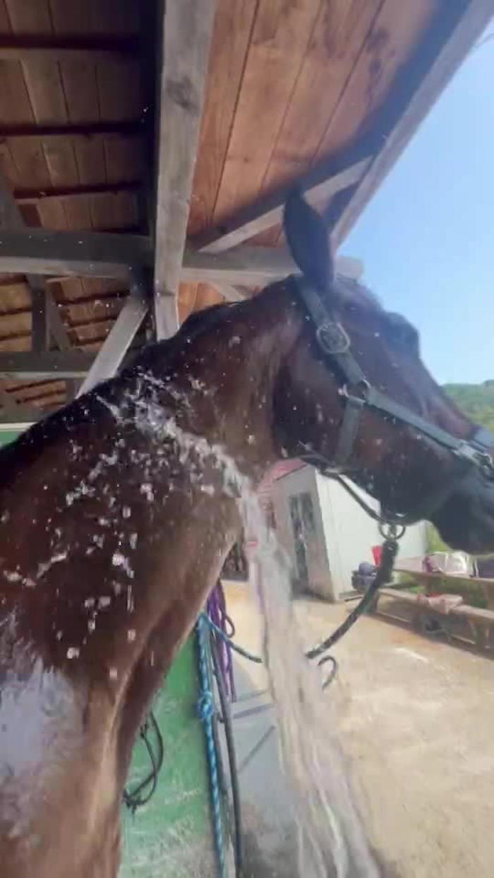 水浴びをしていた馬の思いがけぬ「お返し？仕返し？」な行動に、「気持ち良さそうー！」「かわいい」の声と1.5万件”いいね”