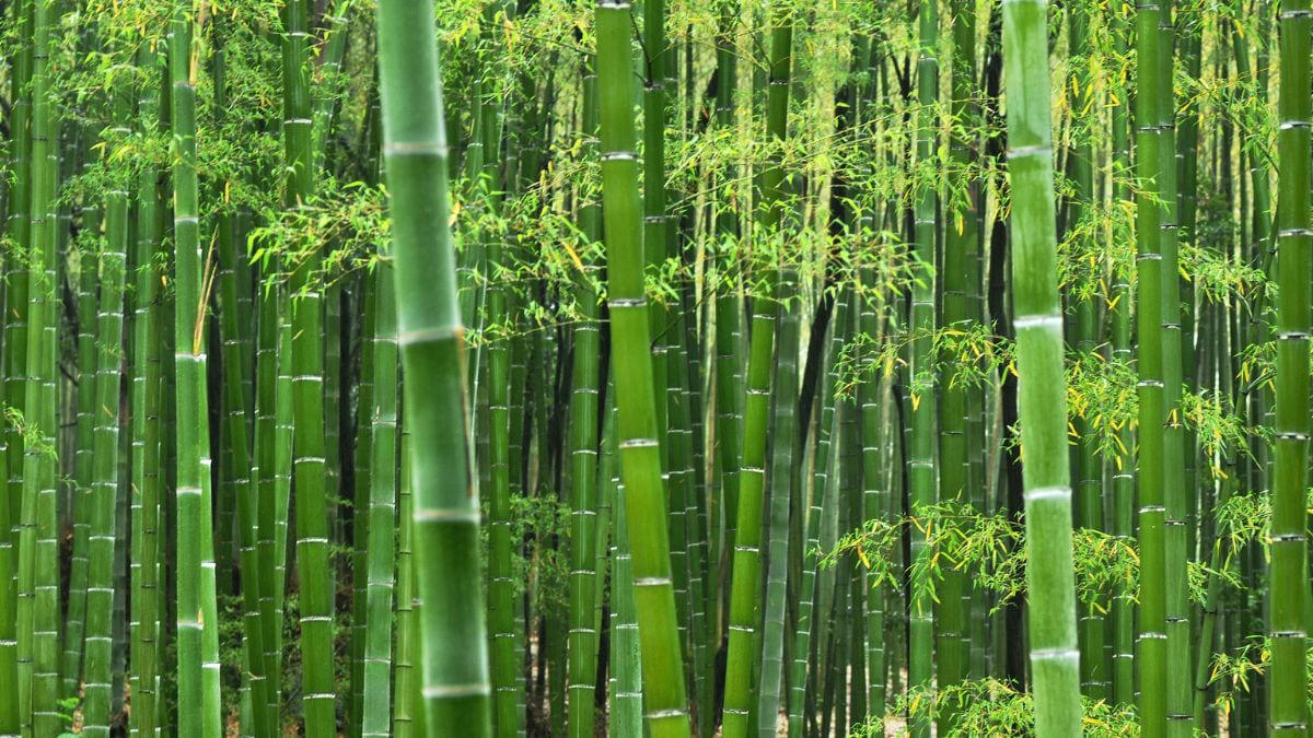 it's a first: maharashtra state budget includes bamboo plantation scheme to fight climate change