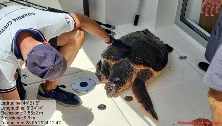 tartaruga caretta caretta soccorsa in mare al largo di varazze, in cura all’acquario di genova