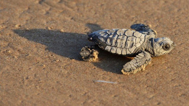 researchers discover rare phenomenon with sea turtle nests along louisiana's coast: 'this story is only just beginning'
