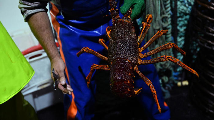 end to china's australian rock lobster ban 'very near'