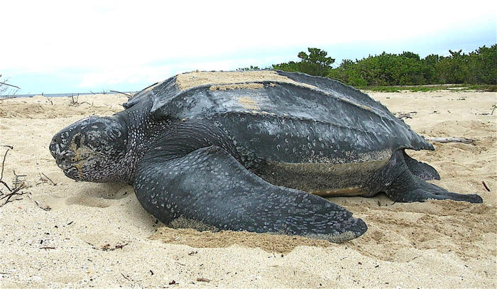 🧬 esta tartaruga de couro bate um recorde impressionante de profundidade