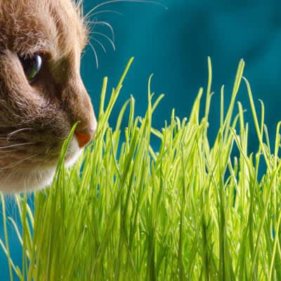 猫に『猫草』は絶対必要ではない？猫草を与えるメリット・デメリット