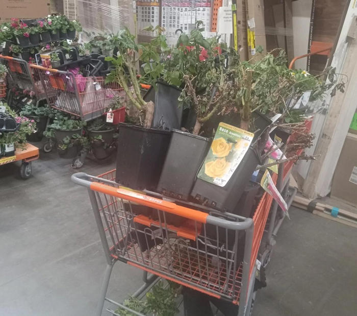 frustrated home depot employee shares photo of countless carts full of gardening products wasted for no good reason: 'not our call'