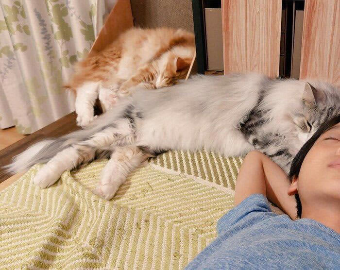 「おばけが怖いからリビングで寝る男の子」に添い寝する猫 普段は見せない行動に思わずほっこり！